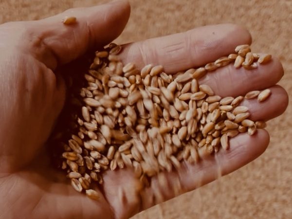 A handful of wheat grains grown on the Norfolk & Better farm